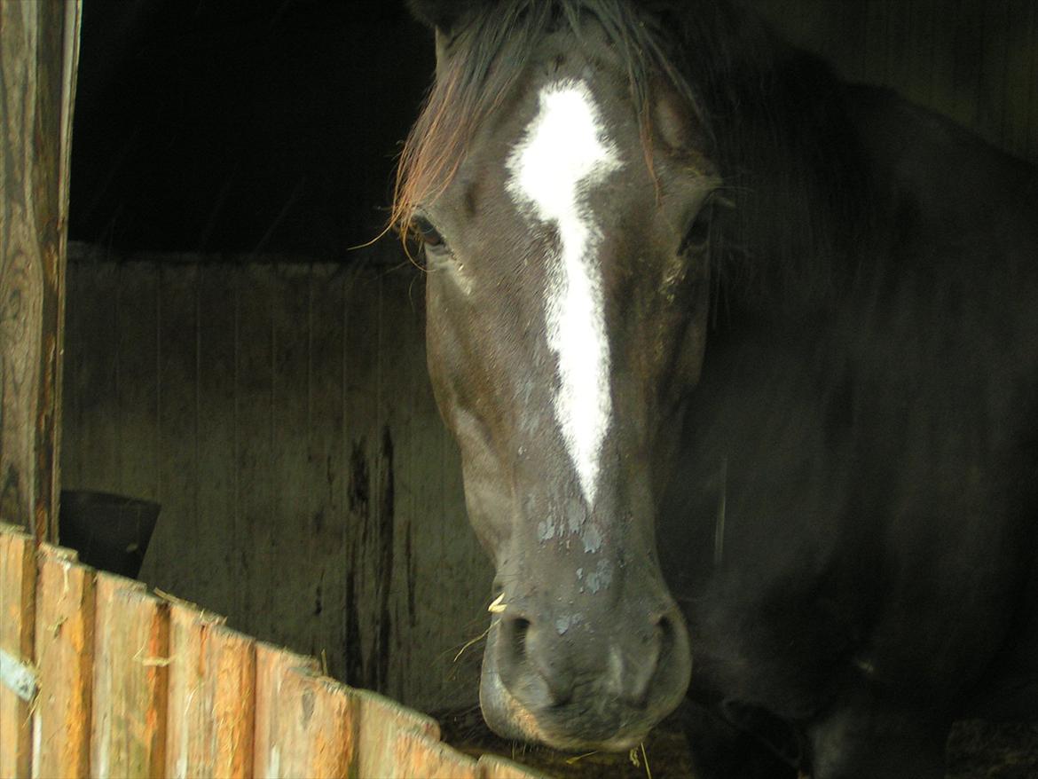 Dansk Varmblod Akido billede 2