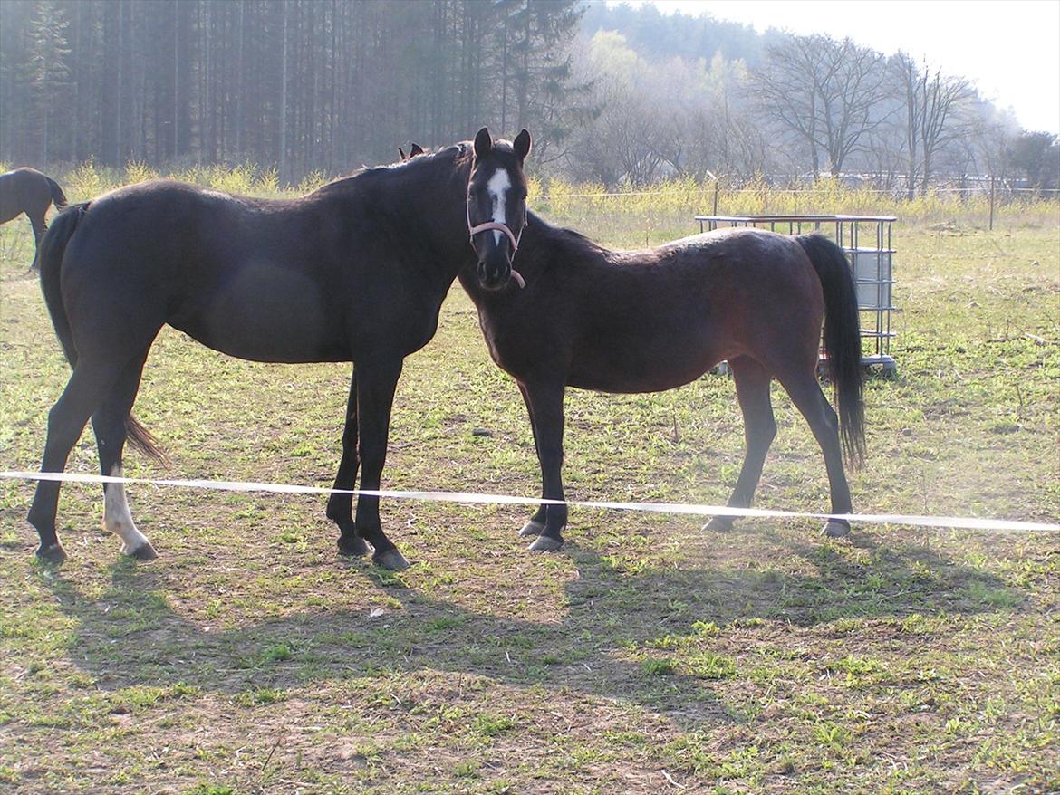 Dansk Varmblod Akido billede 3