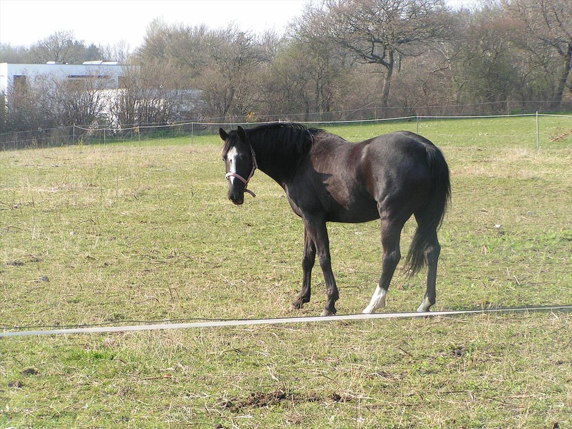 Dansk Varmblod Akido billede 4