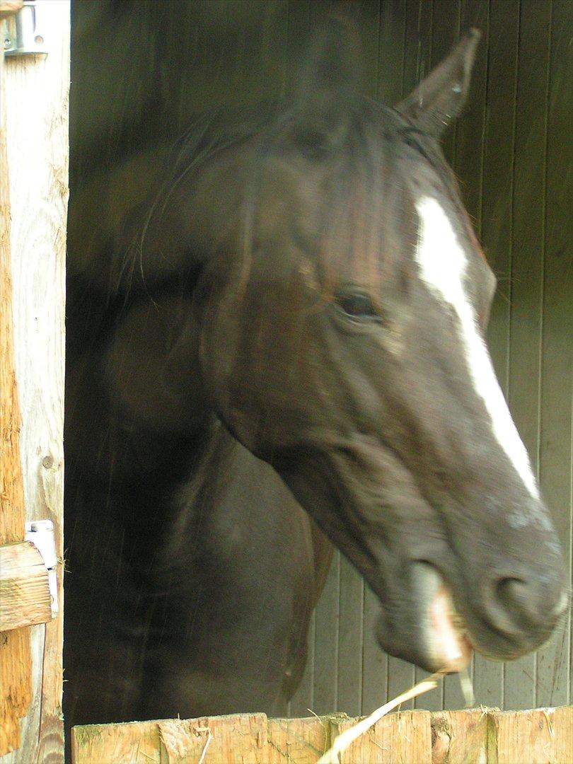 Dansk Varmblod Akido billede 5