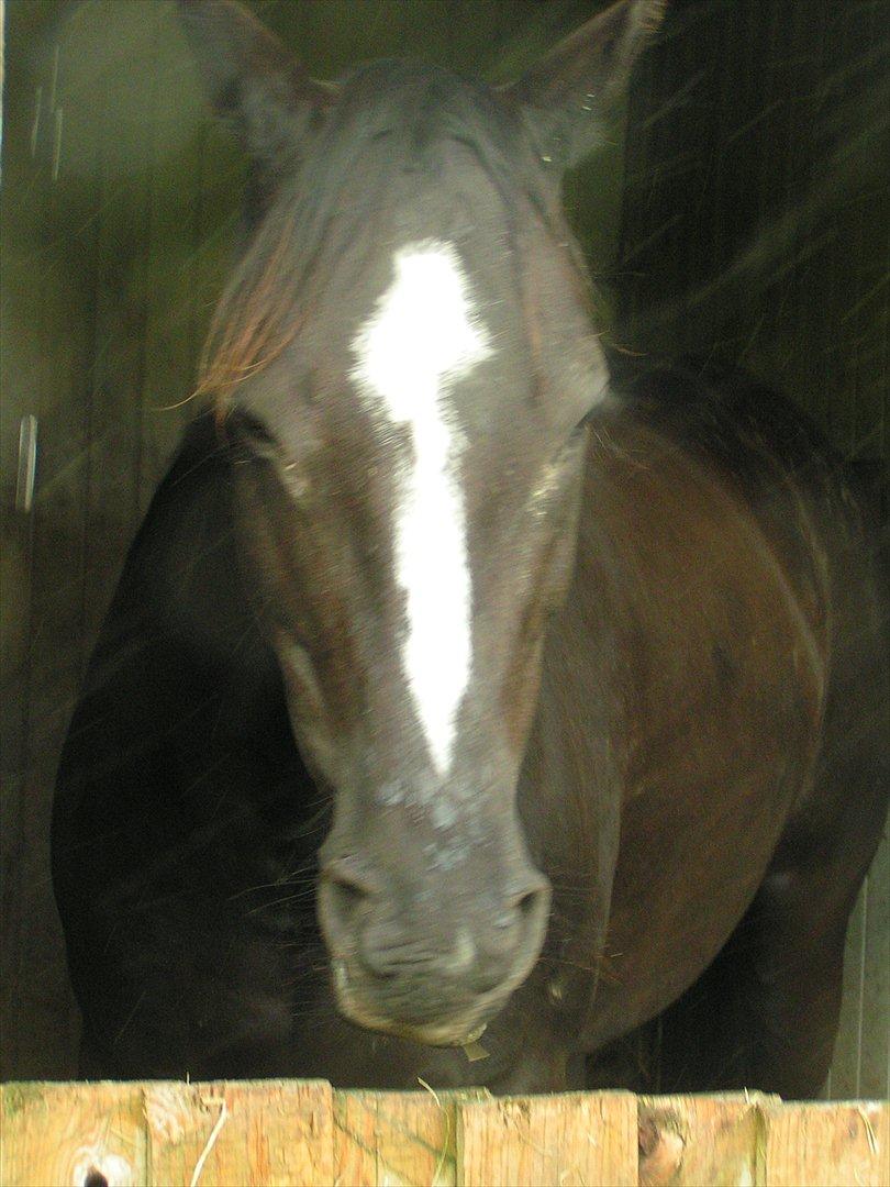 Dansk Varmblod Akido billede 6