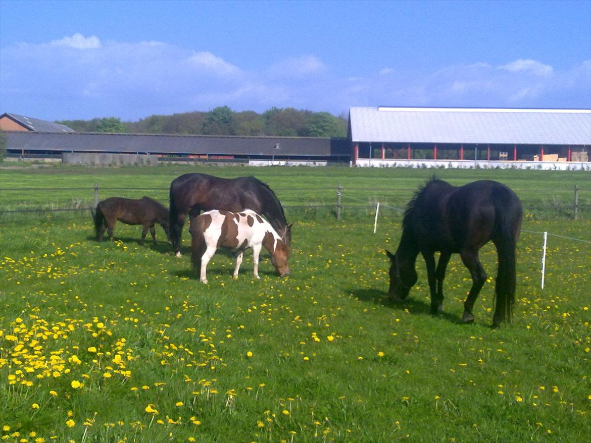 Oldenborg Cheri´s Shadow - Solgt - Hjemme på fold sammen med hendes mor og mine to sjetter. billede 8