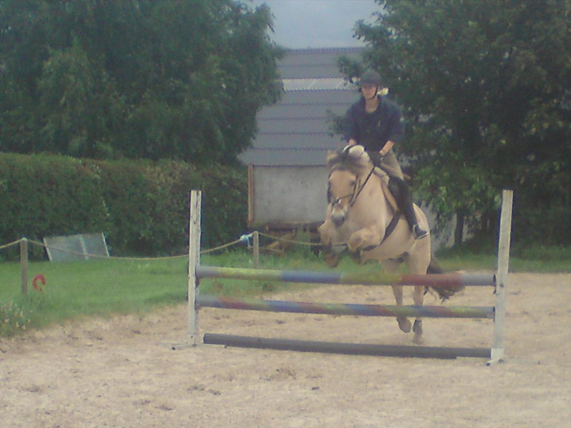 Fjordhest Gajol Møldrup billede 13