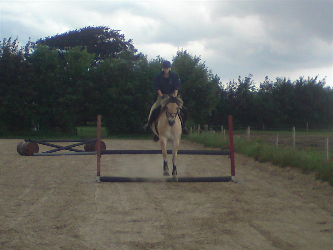 Fjordhest Gajol Møldrup billede 15