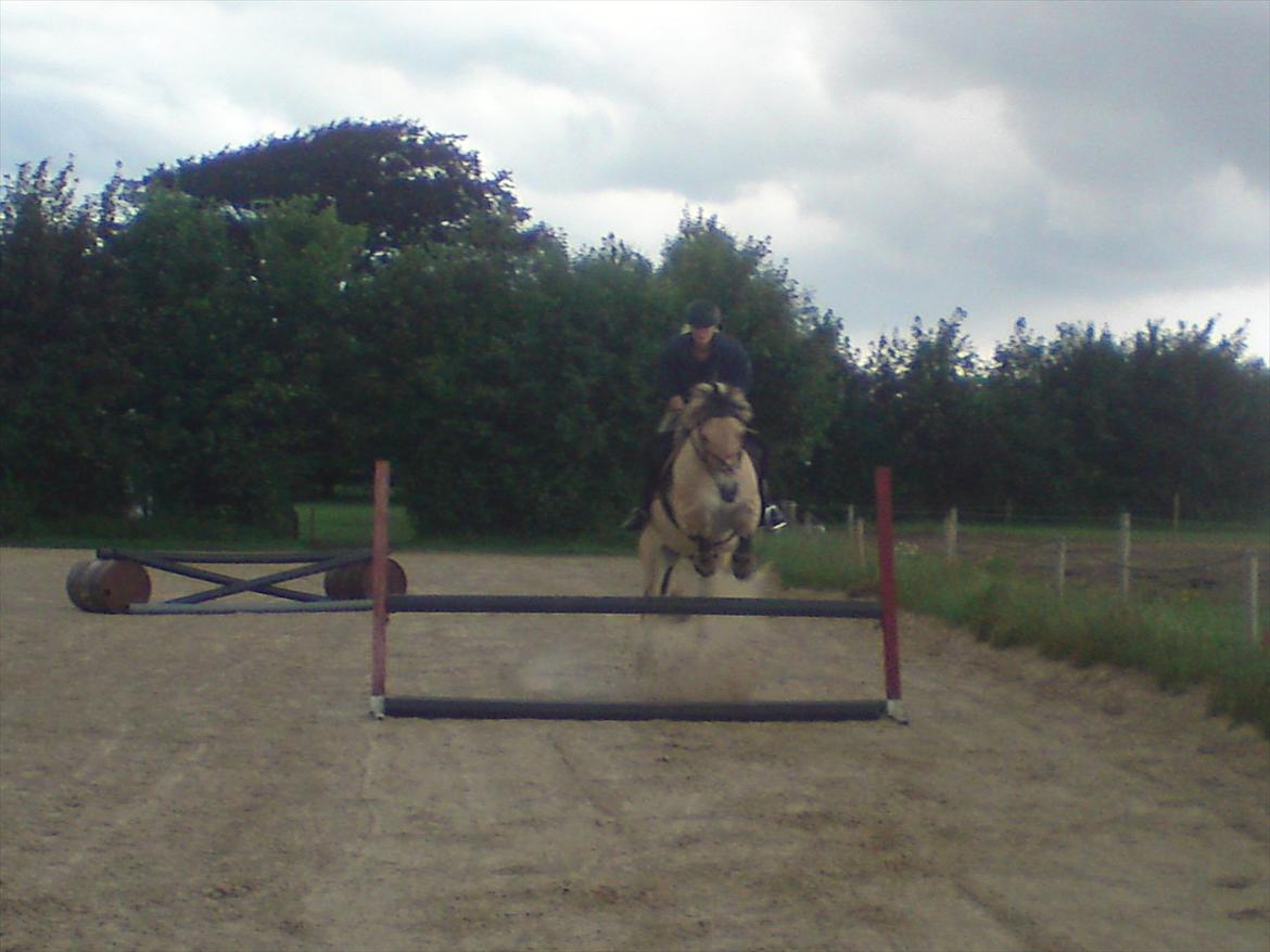 Fjordhest Gajol Møldrup billede 16