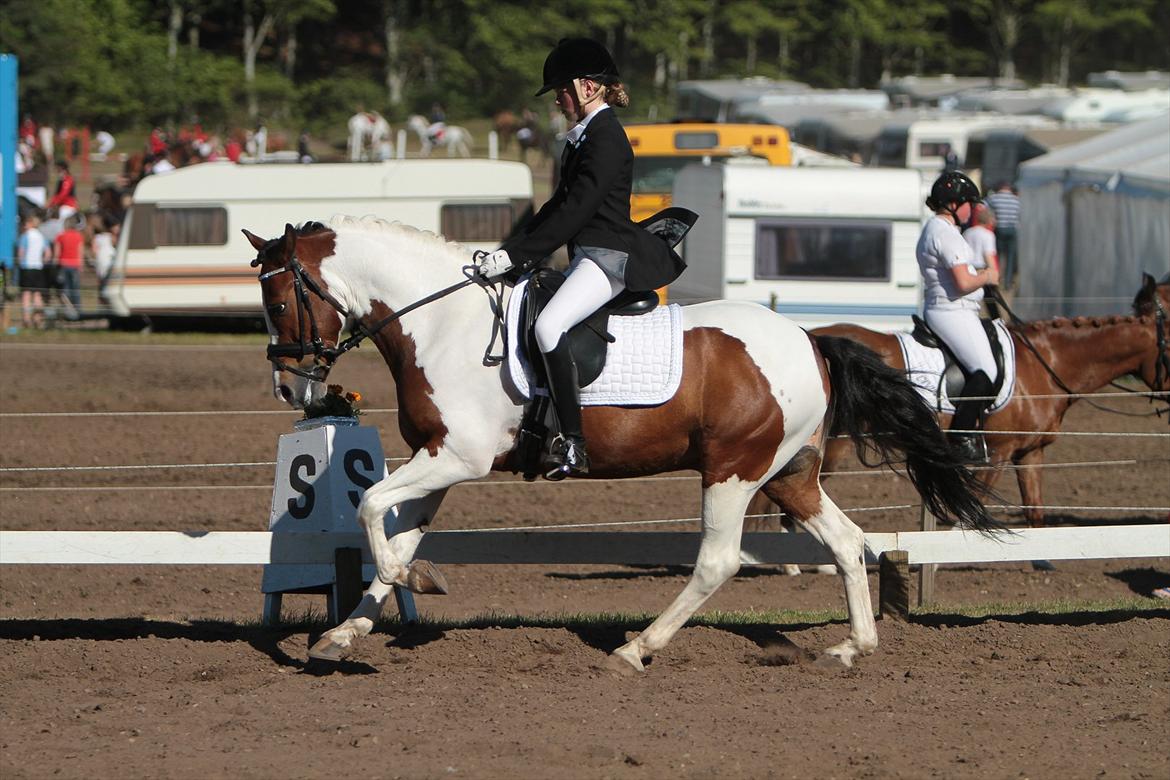 Hollandsk Sportspony Pinkster (Nemo)  B-Pony - Galopøgning LA& Morsø 2011, B-pony billede 5