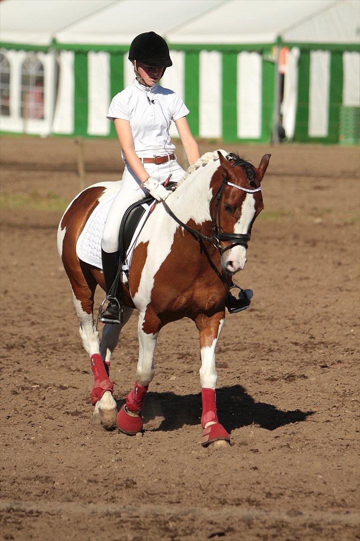 Hollandsk Sportspony Pinkster (Nemo)  B-Pony - Opvarmning skridt Morsø 2011 billede 13