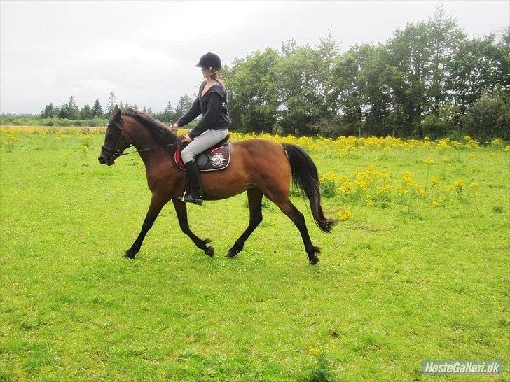 Anden særlig race Josefine *Min Prinsesse* billede 20
