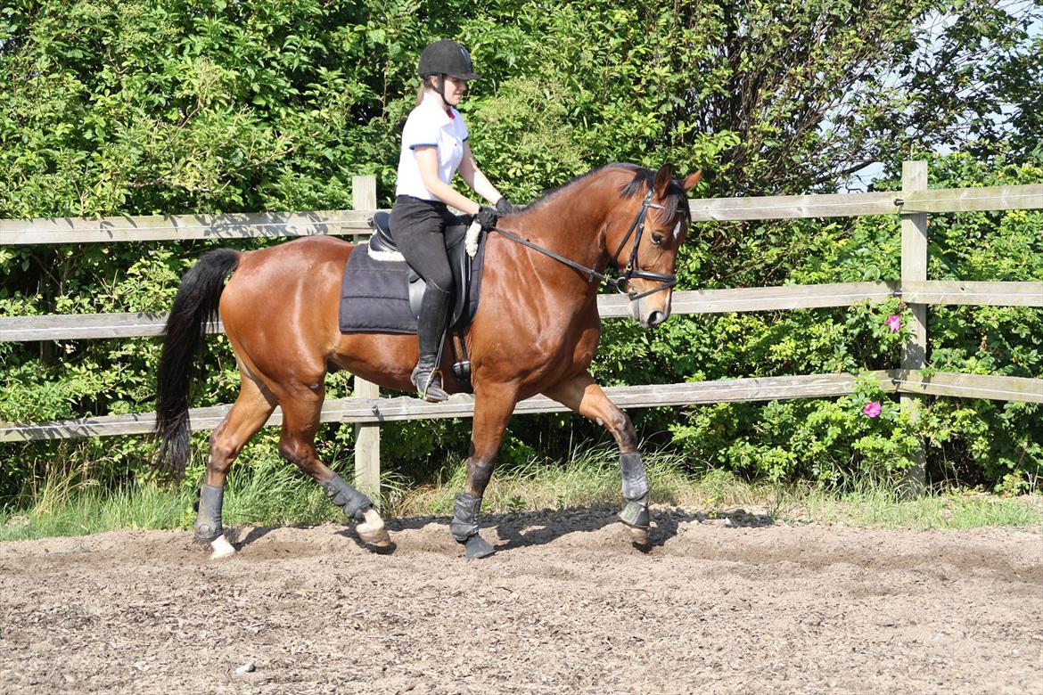 Anden særlig race Rabin billede 2