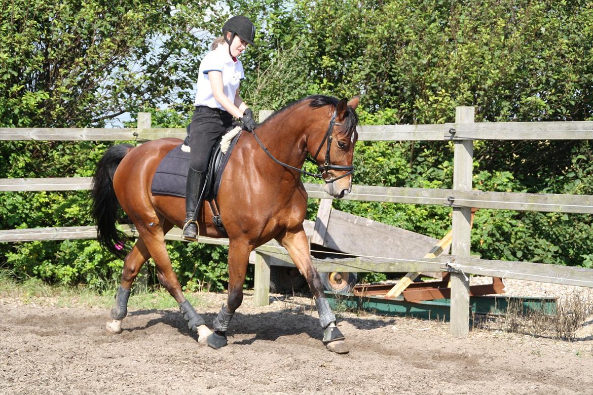 Anden særlig race Rabin billede 3