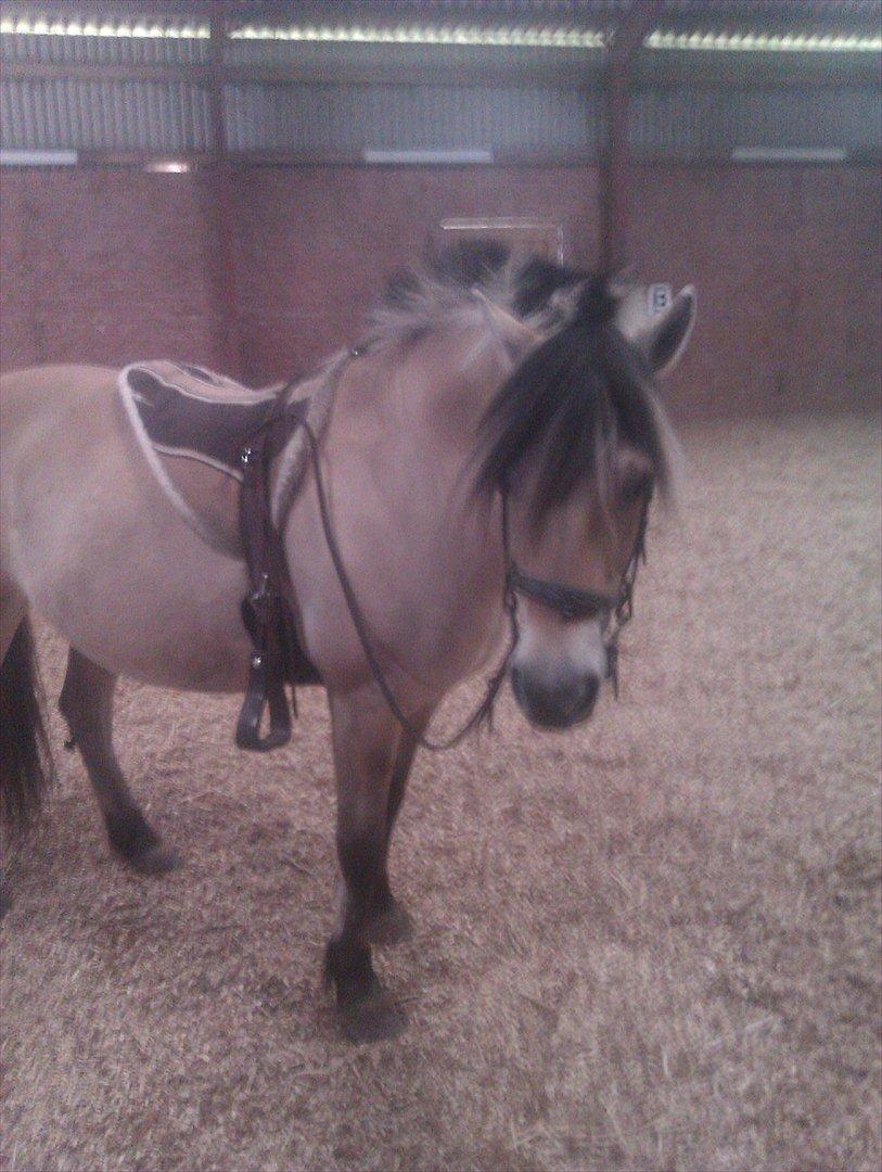 Fjordhest KALINA<3  billede 12