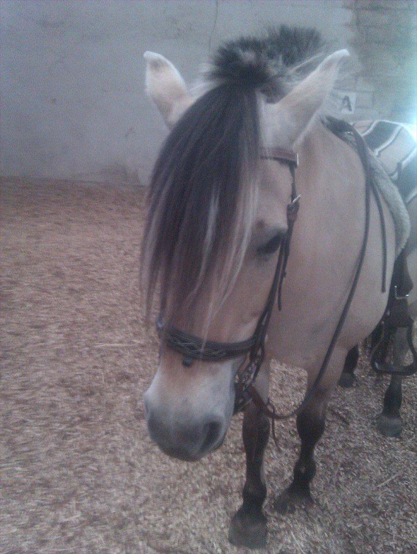 Fjordhest KALINA<3  billede 13