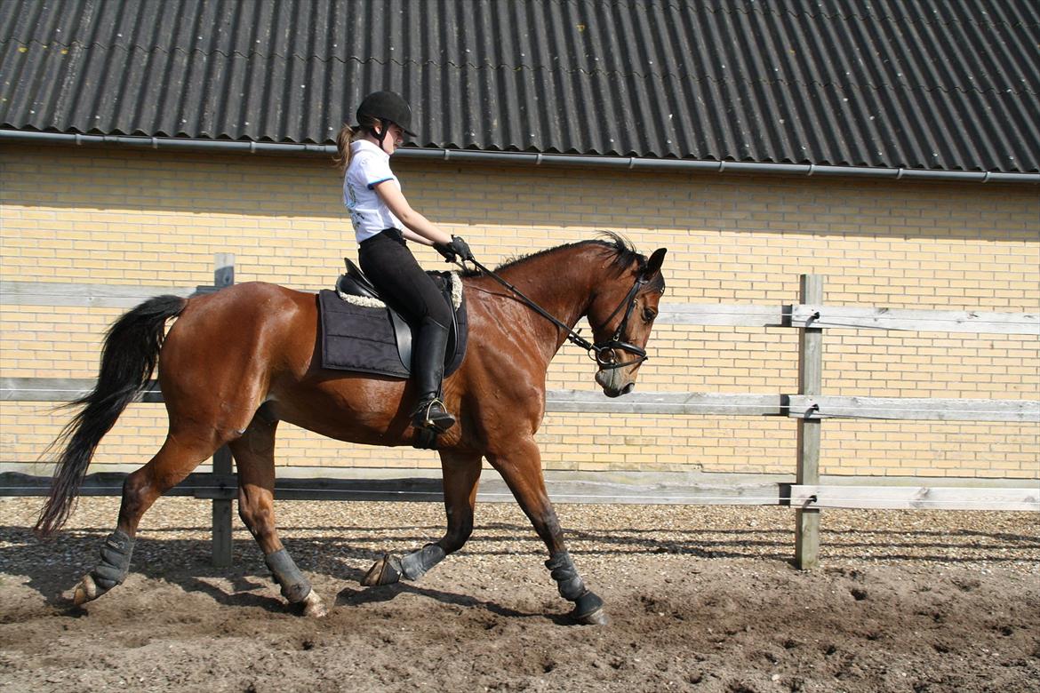 Anden særlig race Rabin billede 4