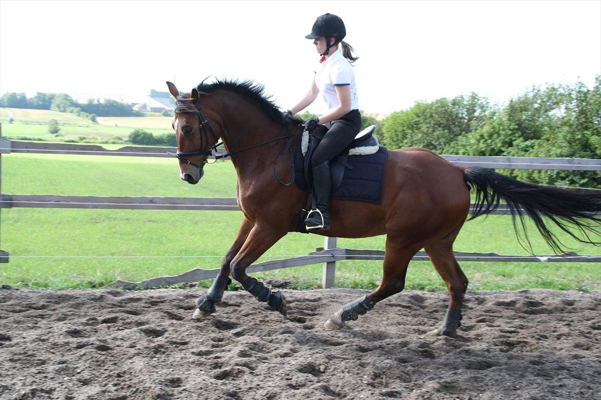Anden særlig race Rabin billede 5