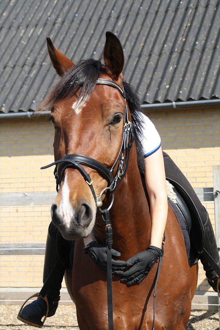 Anden særlig race Rabin billede 6