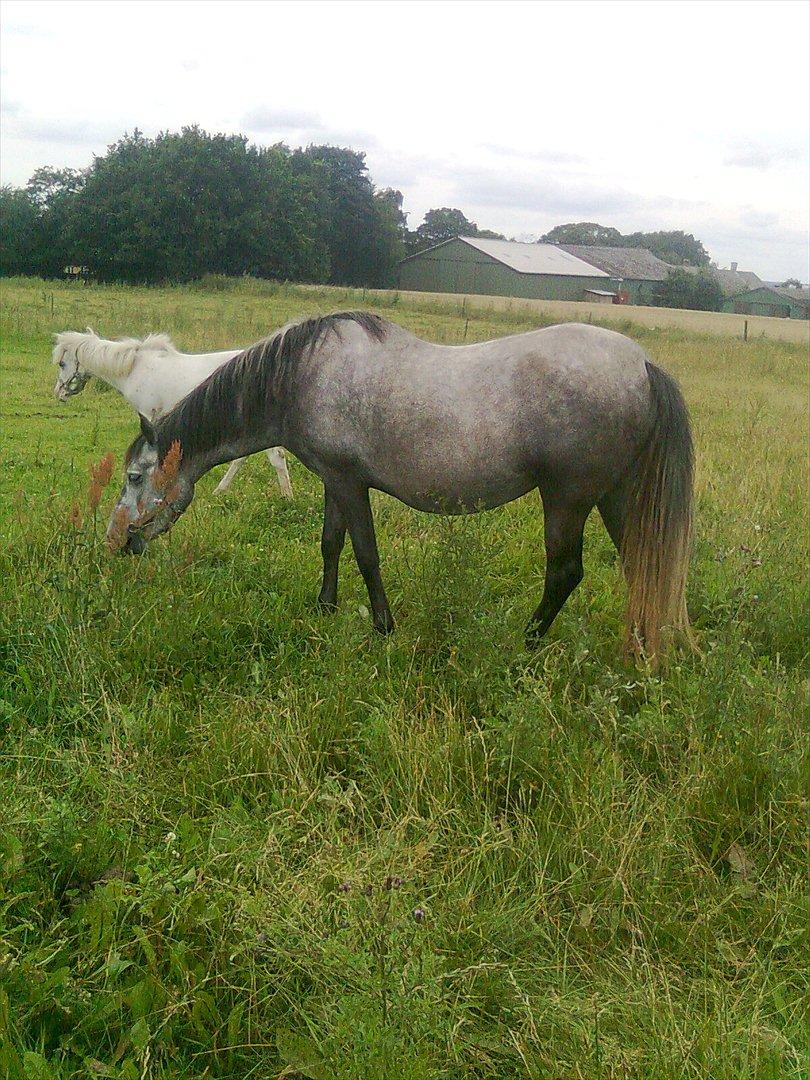 Pura Raza Española Hembra  (Heidi) - Hembra med hendes lille ven, knapstrupper/pinto mento på snart et år. billede 3