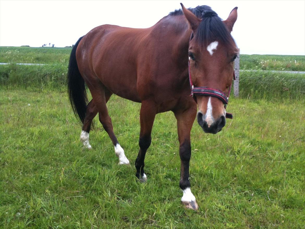 Anden særlig race Rabin billede 7