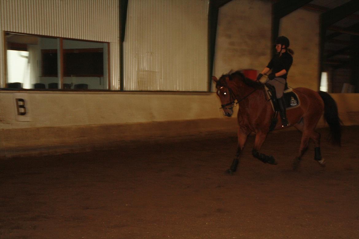 Anden særlig race Rabin billede 11