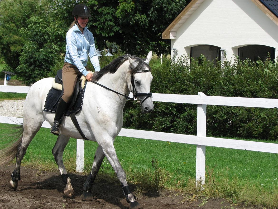 Trakehner Gonzalès billede 7