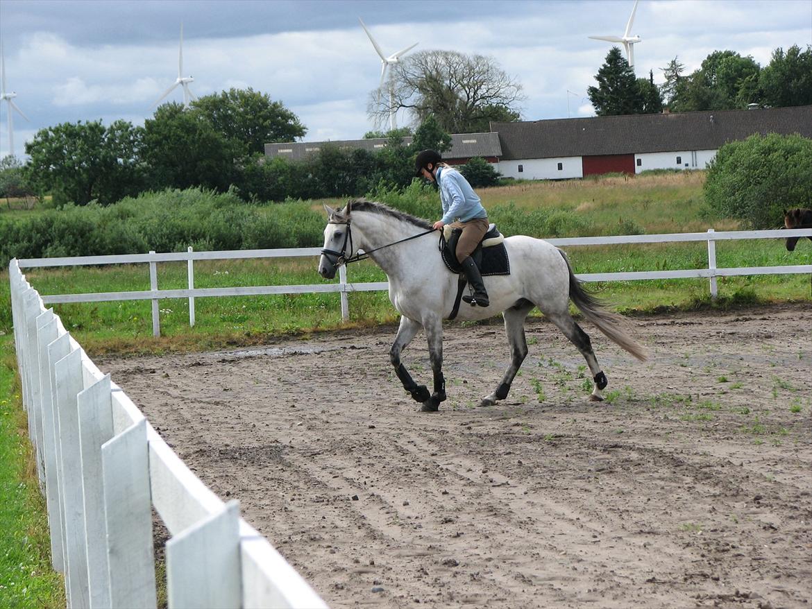 Trakehner Gonzalès billede 3