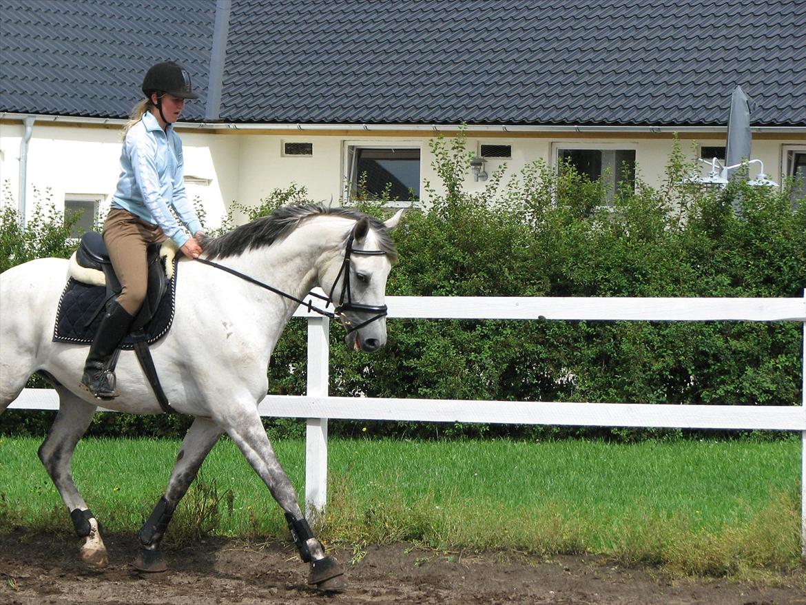 Trakehner Gonzalès billede 4