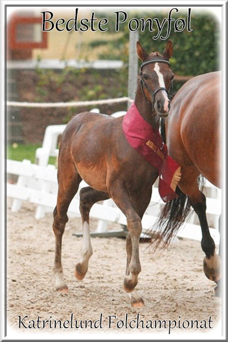 DSP | Perfect Baylia Basensa| - Til Katrinelunds Følchampionat 2011. Blev Bedste Ponyføl. Karakter: 8-8-7-7-8-7-8. Dato: 23 Juli 2011 billede 5