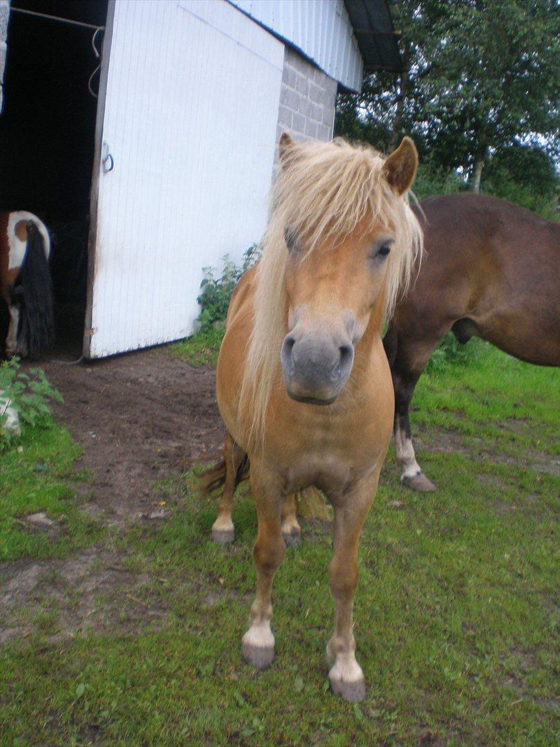 Shetlænder Bella Donna Morsbøl ( Dulle ) billede 8