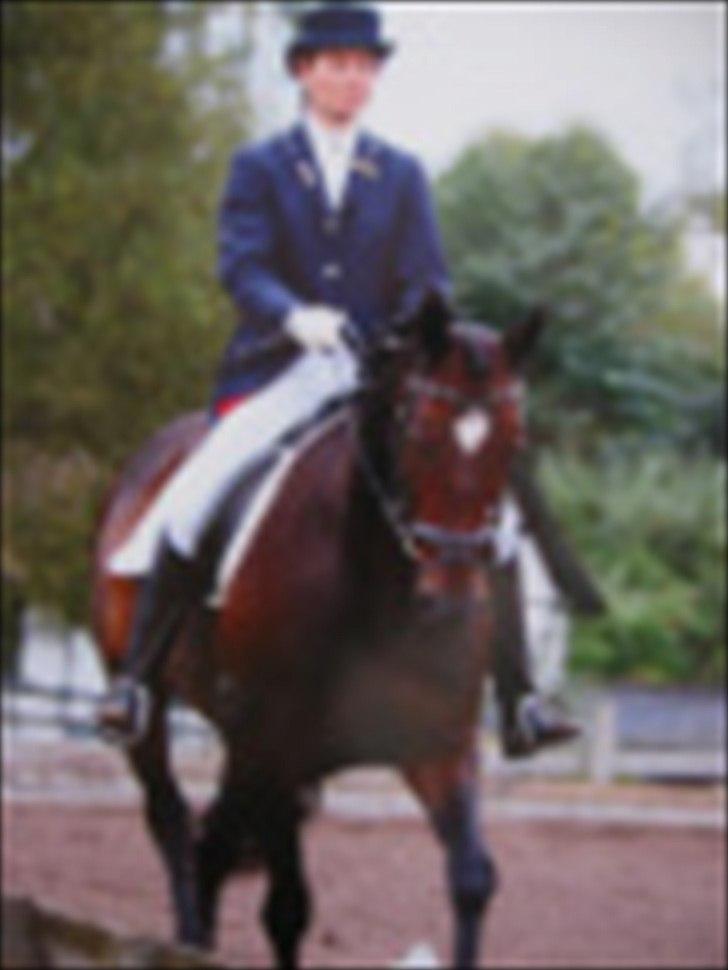 Dansk Varmblod Bonita - Believe me - Rita i MB klasse til stævne billede 1