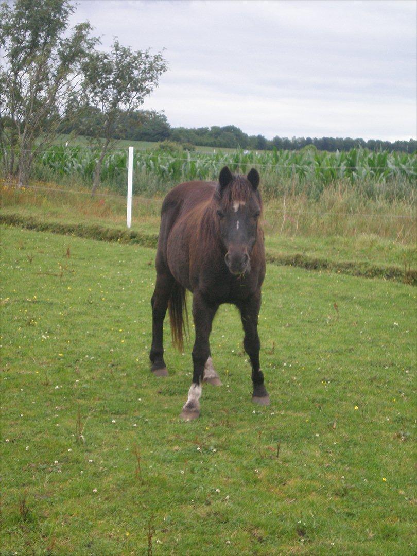 Irsk Sportspony Littel Black Diamond [Altid elsket/ Savnet] - smukke diamond <3 billede 7