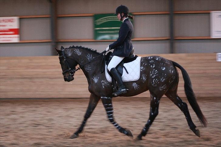 Dansk Varmblod Bonita - Believe me - Rita i LA6. billede 5