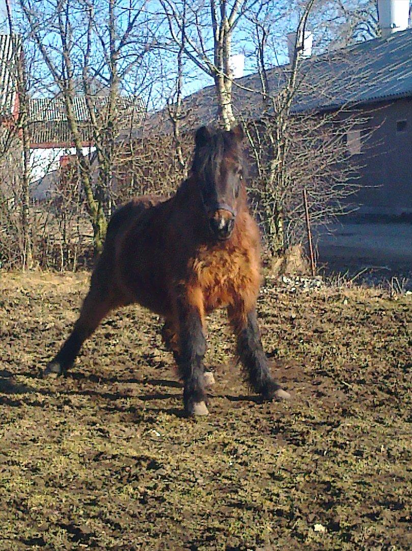 Anden særlig race Flicka - Min skat der lige har rullet sig!! billede 10