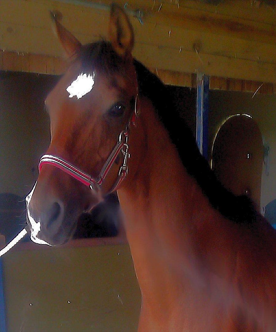 Tysk Sportspony Baron - Velkommen til Baron's profil :b billede 2