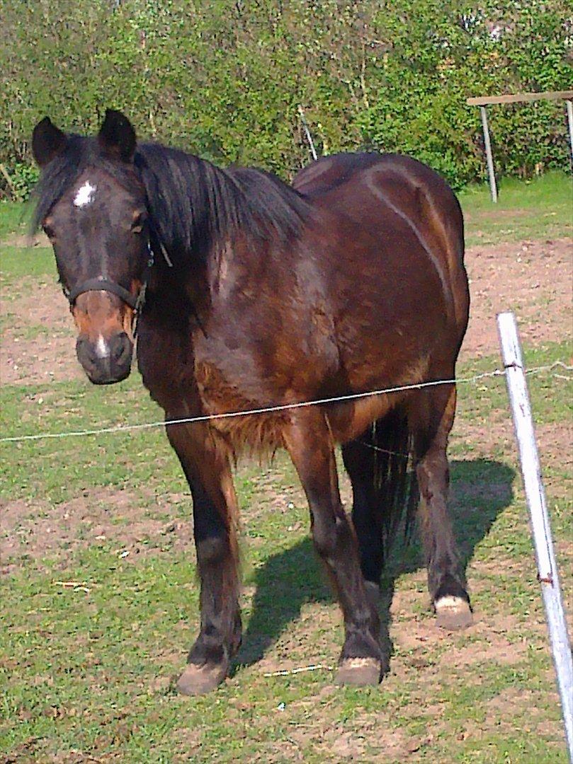 Anden særlig race Flicka - Du er ikke min ven for det du gør eller det du kan, du er min ven fordi du kan få mig til at smile og græde på samme tid! <3 billede 15