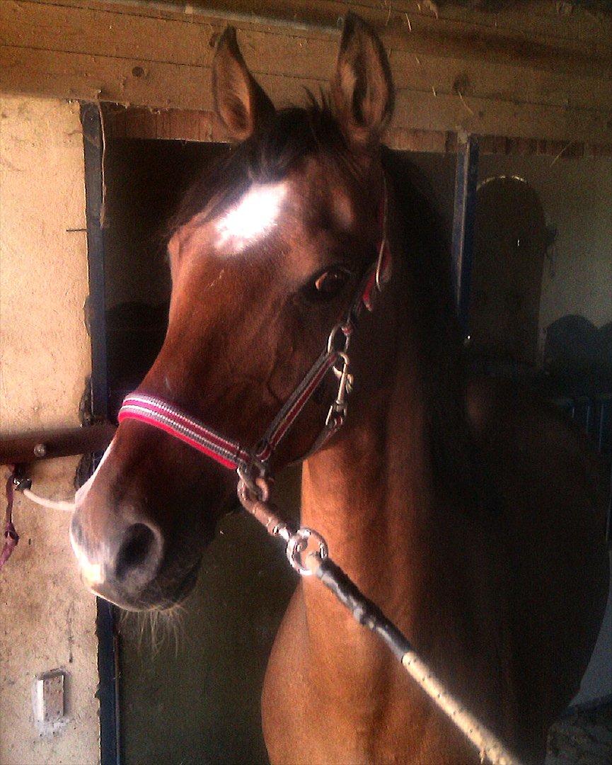 Tysk Sportspony Baron billede 3