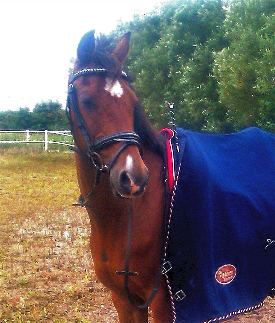 Tysk Sportspony Baron - Baron er træt efter dagens træning d. 24/07-2011 billede 4