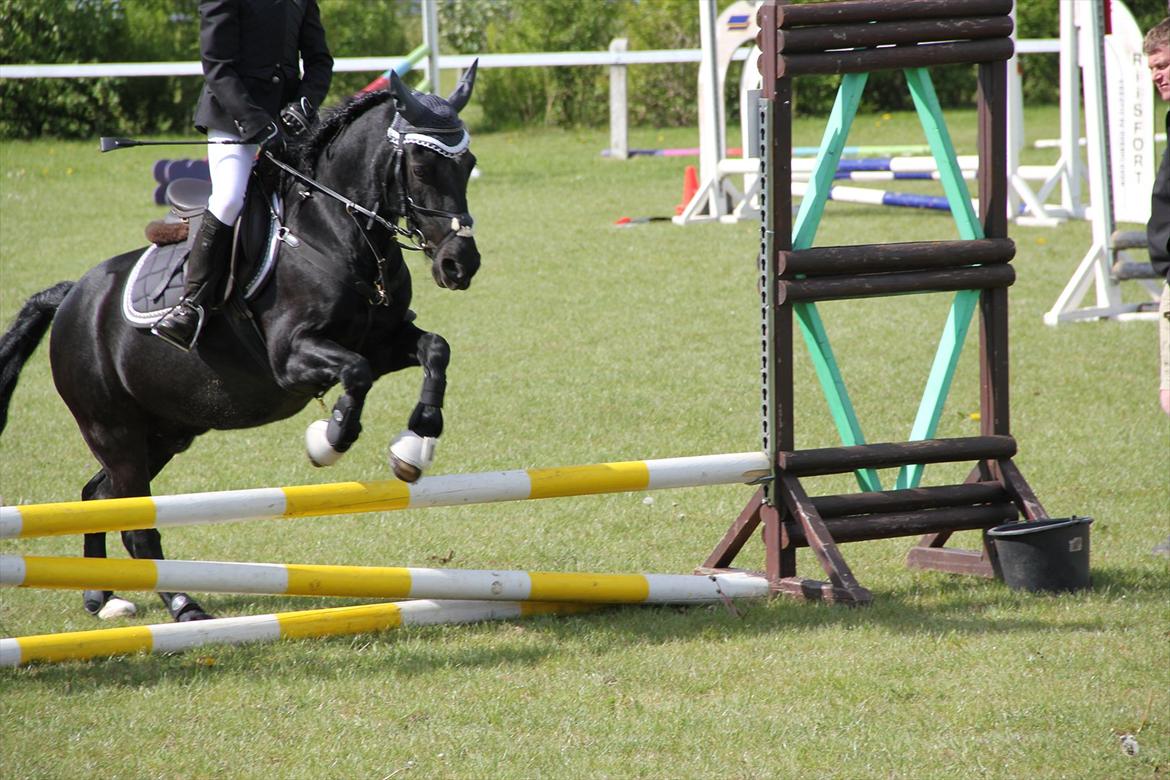 Anden særlig race Blacky<33 - Gjern igen billede 6