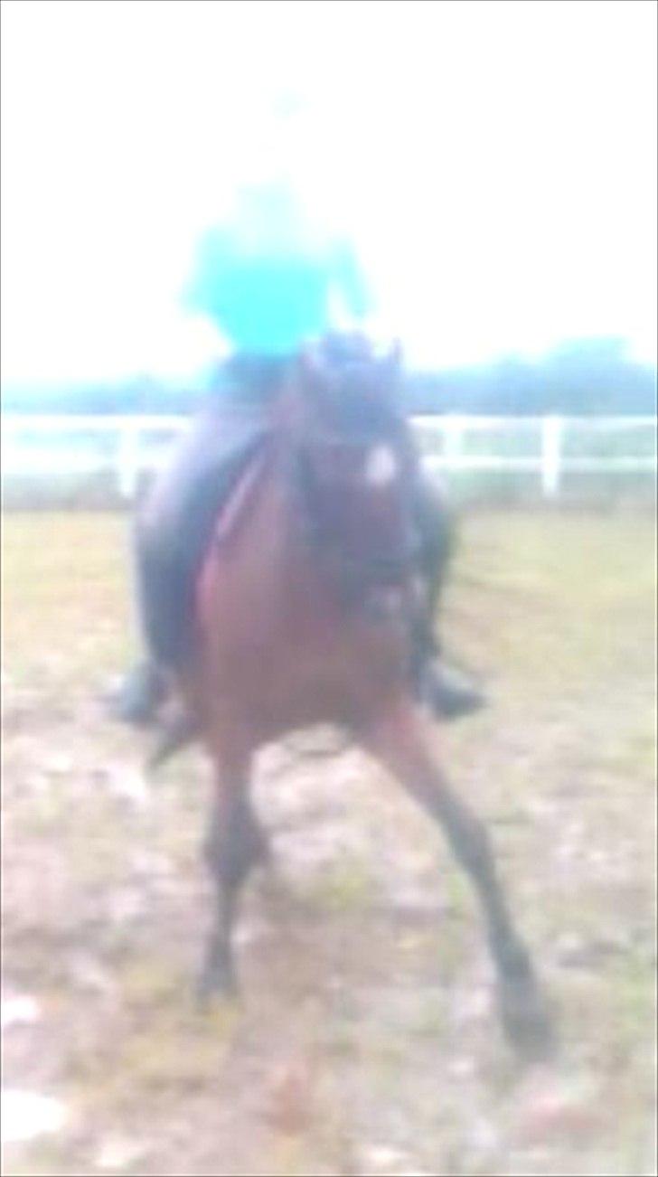 Tysk Sportspony Baron - Baron & Sofie billede 5