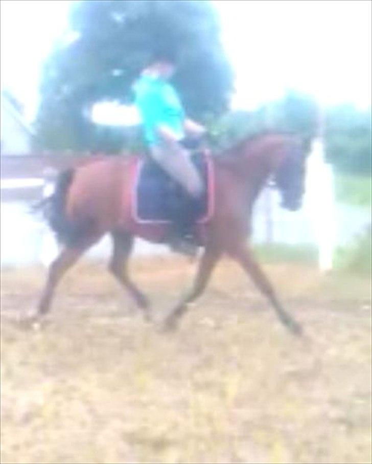 Tysk Sportspony Baron - Baron & Sofie billede 6