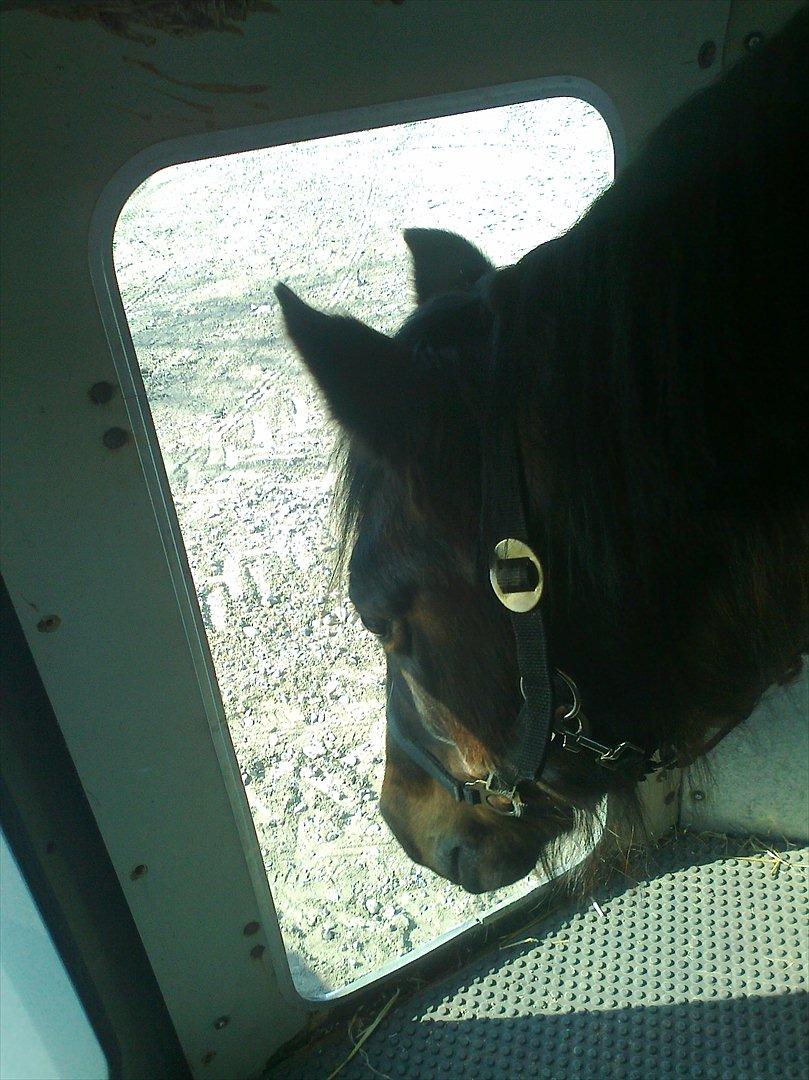 Anden særlig race Flicka - Trailer det intet problem :D
For du er bare sej og kan alt! :D billede 16