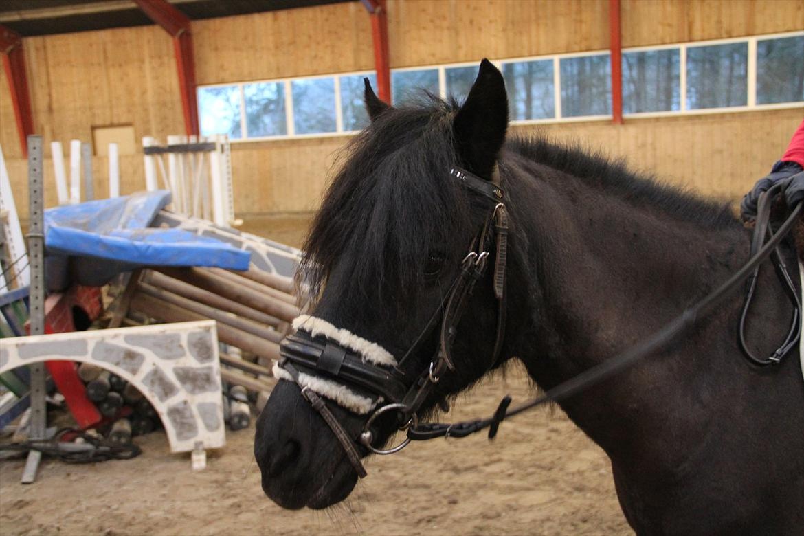 Anden særlig race Blacky<33 - Han er da sød, den lille pony :) billede 13