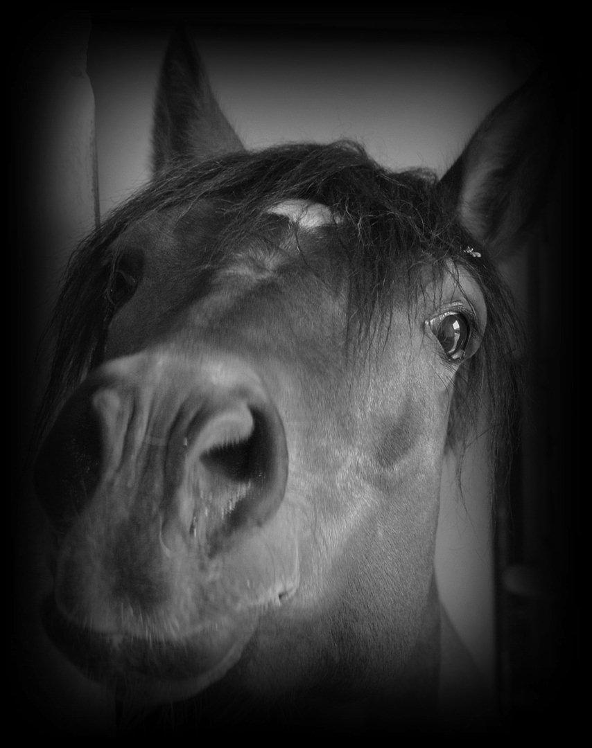 Hollandsk Sportspony Brunello - Nysgerrige pony!<3 billede 10
