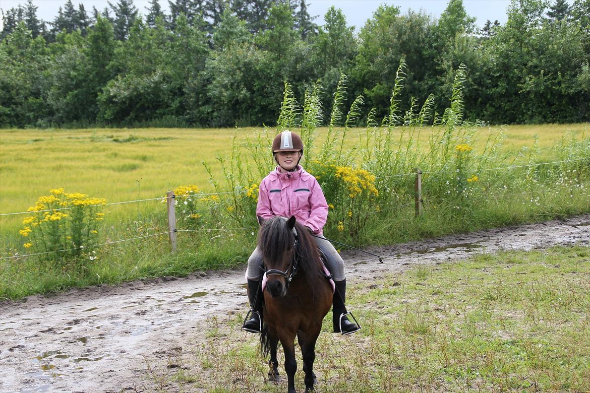 Shetlænder Rican *Rider* billede 1