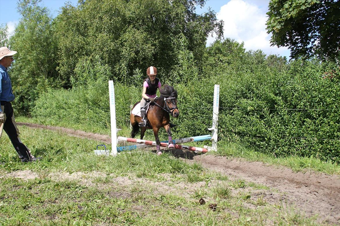 Shetlænder Rican *Rider* billede 2