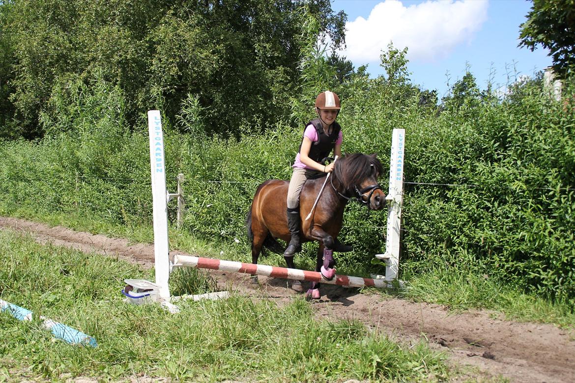 Shetlænder Rican *Rider* billede 3