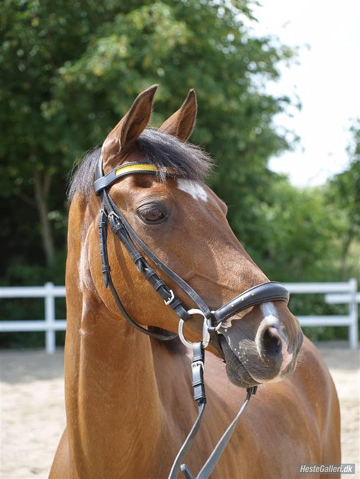 Tysk Sportspony Baron - Velkommen til Baronens profil :b billede 1