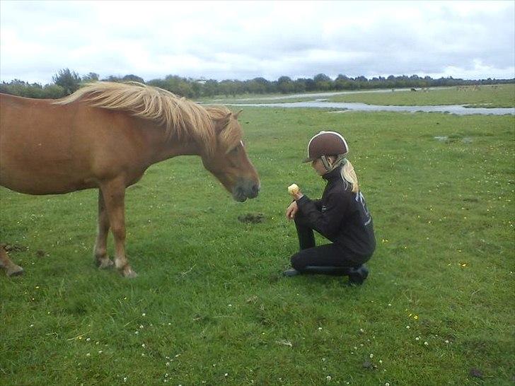 Islænder Düfa fra Attemosegård billede 6