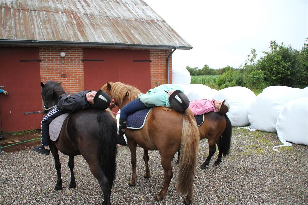 Shetlænder Rican *Rider* billede 4