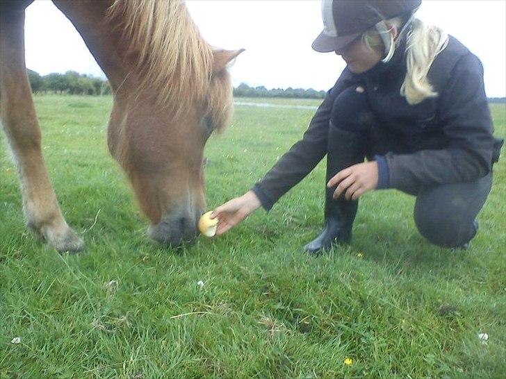 Islænder Düfa fra Attemosegård billede 7