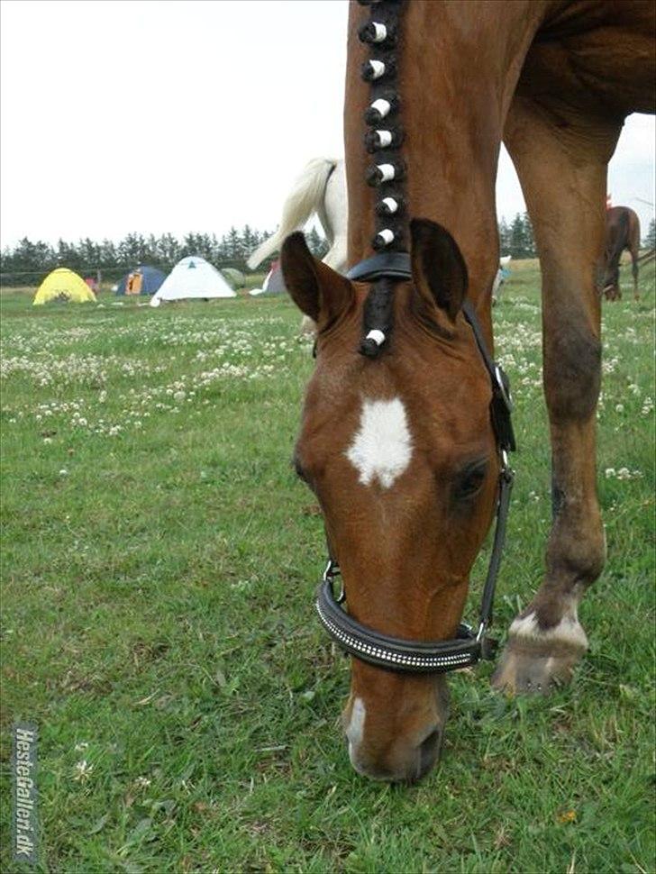 Tysk Sportspony Baron billede 7