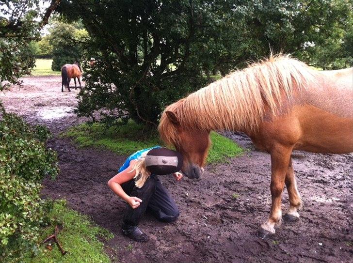 Islænder Düfa fra Attemosegård billede 8